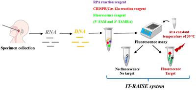 Integrated Trinity Test With RPA-CRISPR/Cas12a-Fluorescence for Real-Time Detection of Respiratory Syncytial Virus A or B